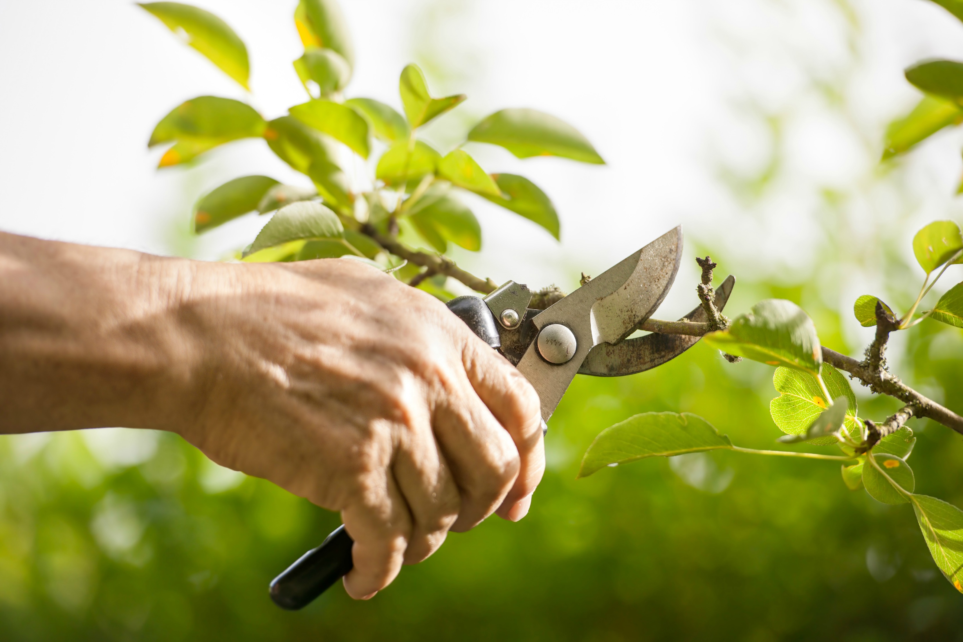 Gardening 