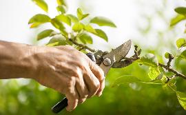 Gardening 